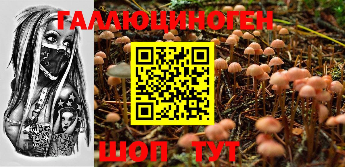 Псилоцибиновые грибы Psilocybe  Галлюциногенные грибы мицелий  Бийск 